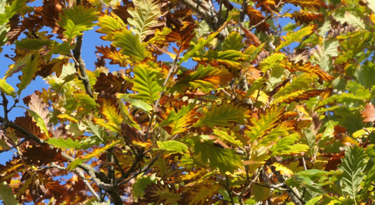 post_rock_discoveries-novembre-2025-1920