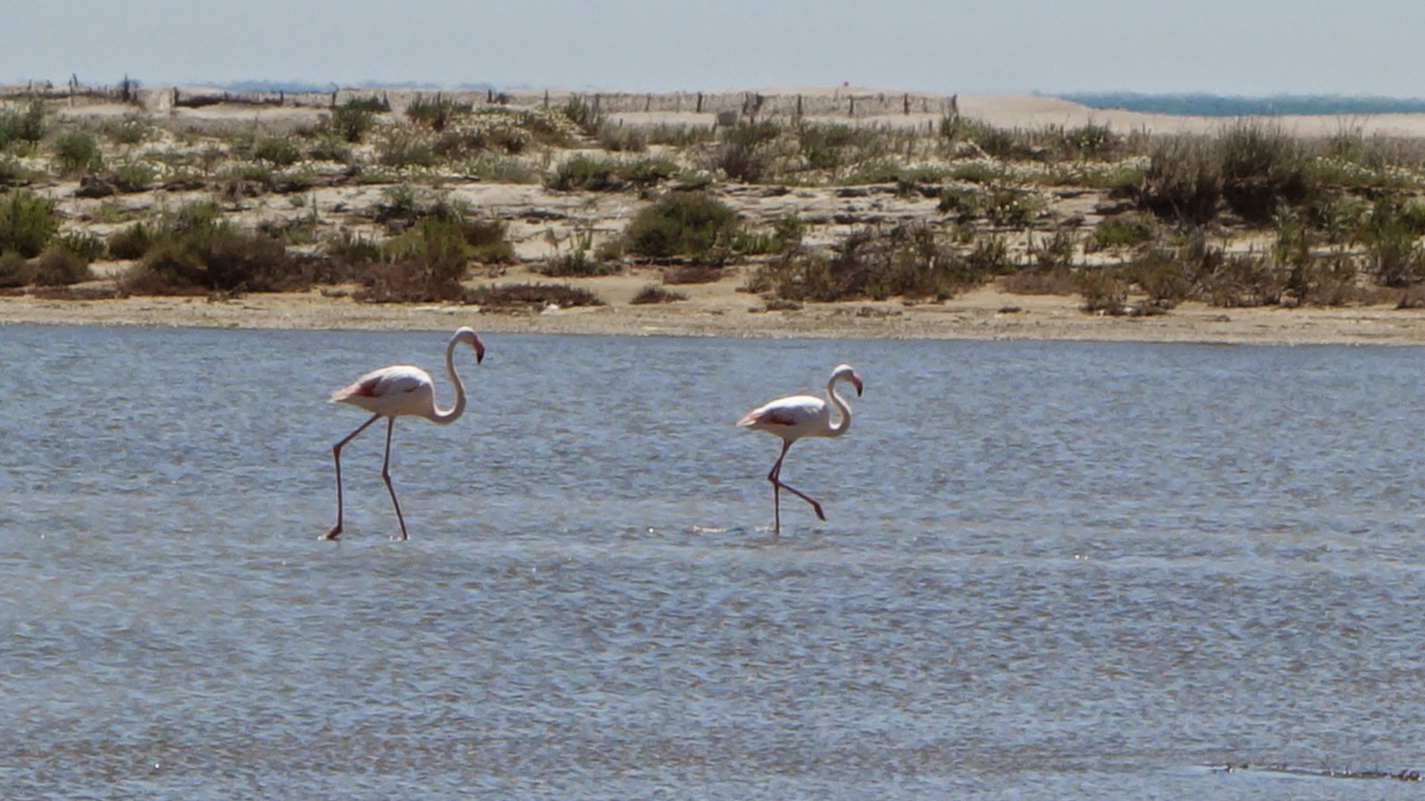 Camargue-Montpellier 2015