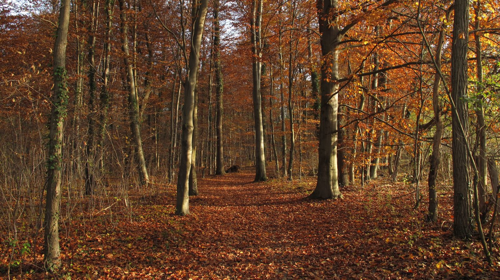 Forêt du Neuhof novembre 2012