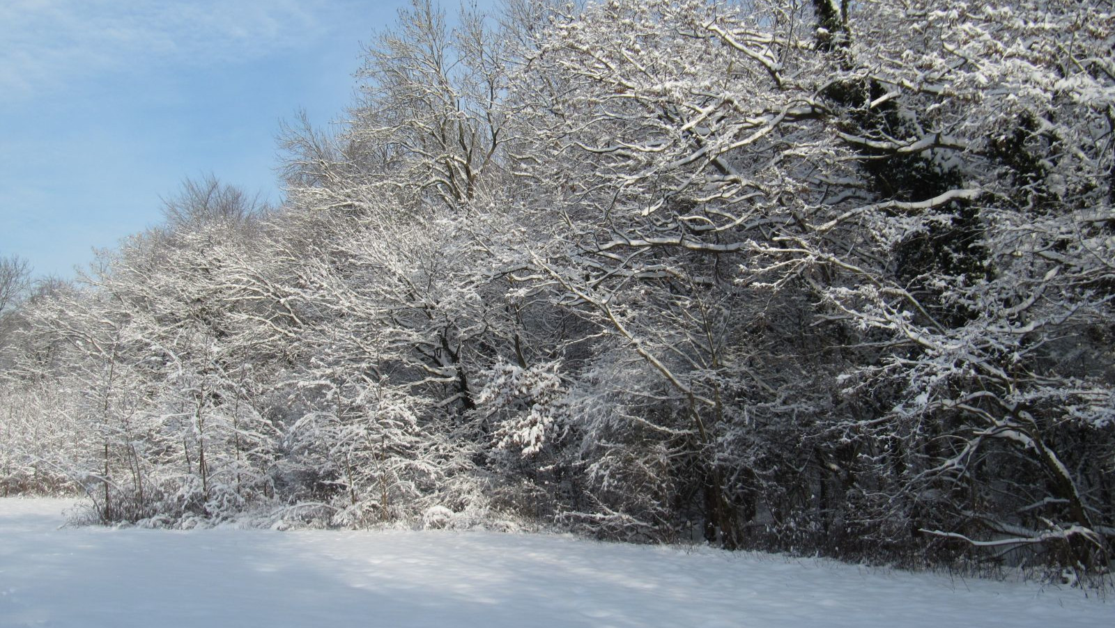 Forêt du Neuhof décembre 2010
