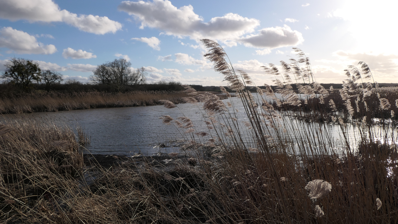 Etang de Lachaussée février 2022